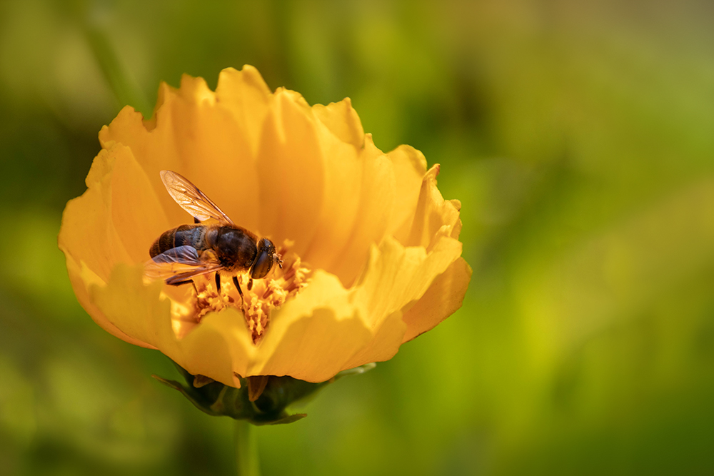 Kokardebloem met bij - Blanket flower with bee