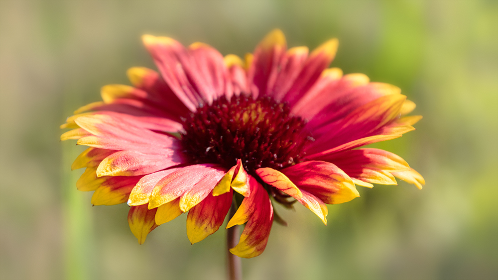 Kokardebloem - Blanket flowers