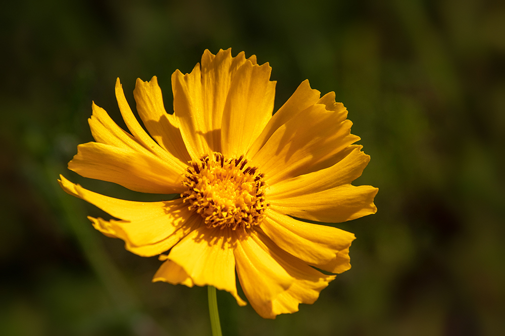 Kokardebloem - Blanket flowers