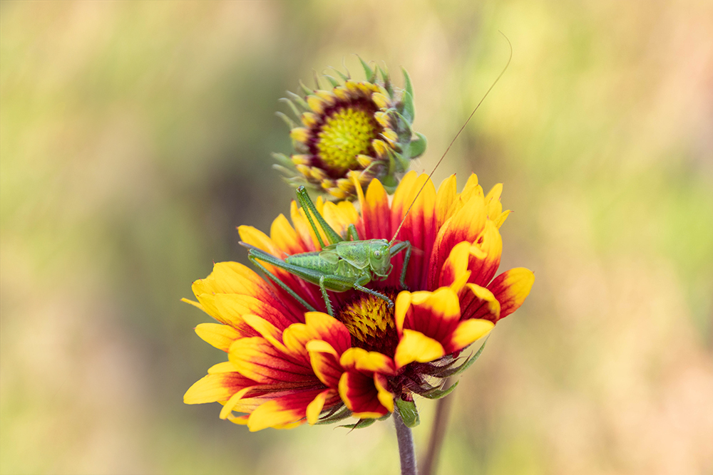 Kokardebloemen in het wild