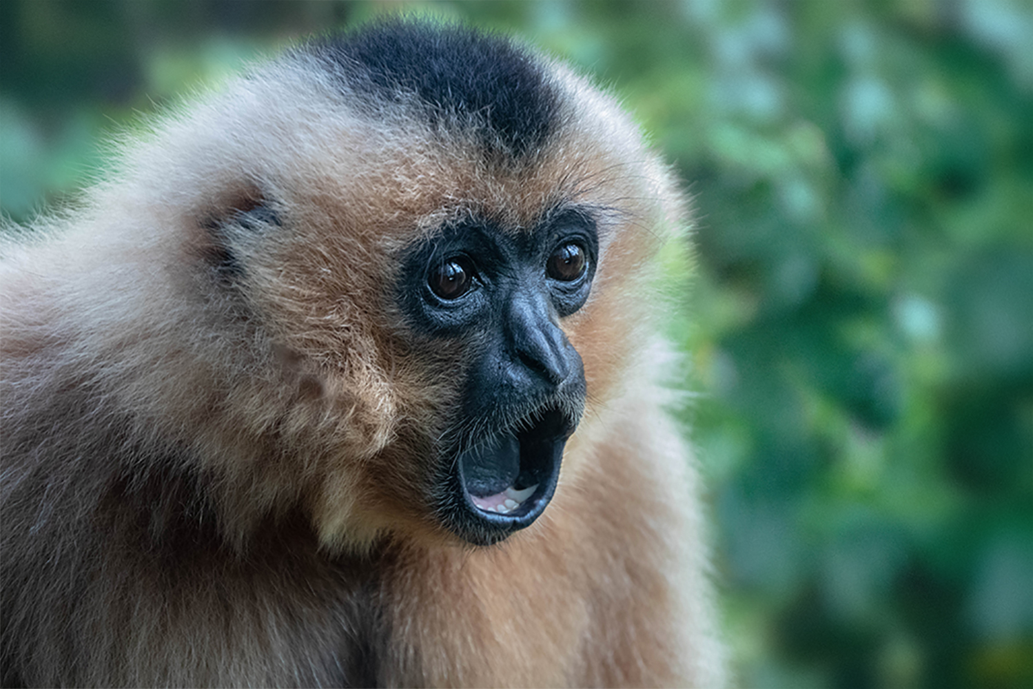 Goudwanggibbon - Yellow-cheeked gibbon