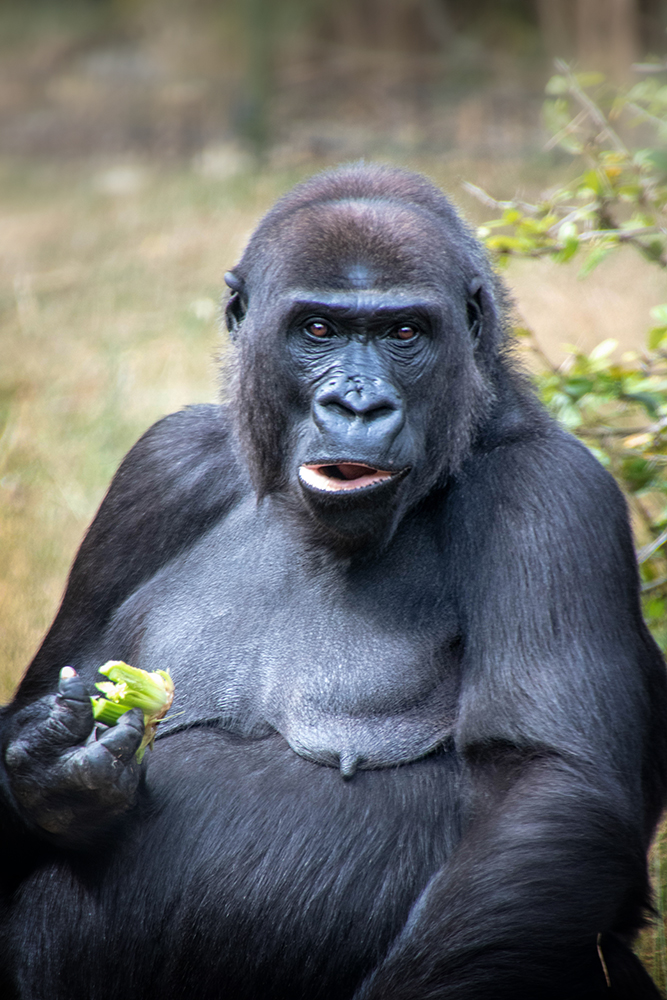 Westelijke laagland gorilla - Western lowland gorilla