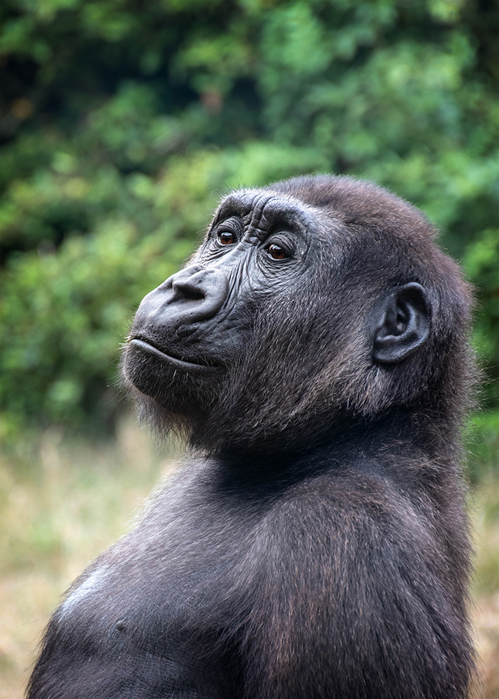 Westelijke laagland gorilla - Western lowland gorilla