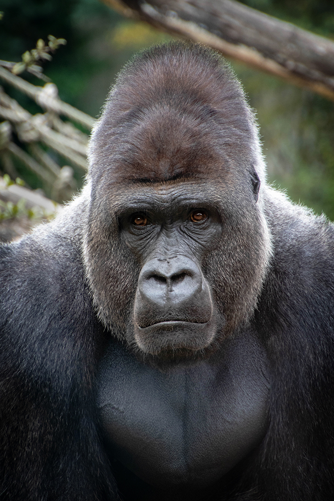 Westelijke laagland gorilla - Western lowland gorilla