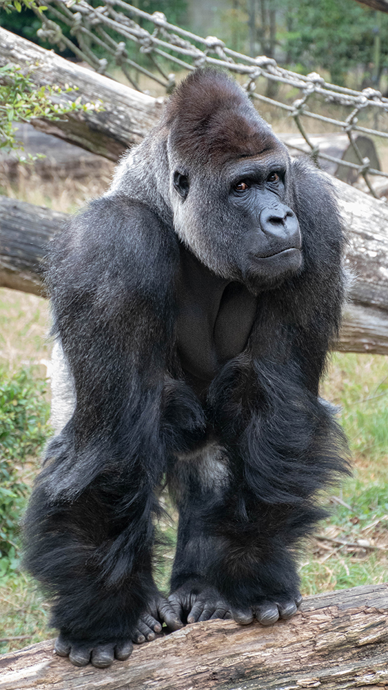 Bauwi Gorilla in Burger's Zoo 2019