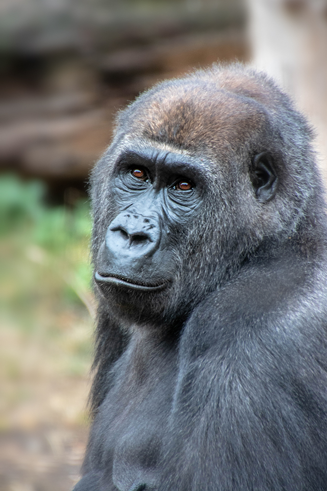 Westelijke laagland gorilla - Western lowland gorilla