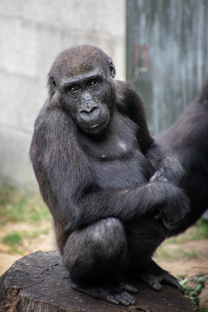 Westelijke laagland gorilla - Western lowland gorilla