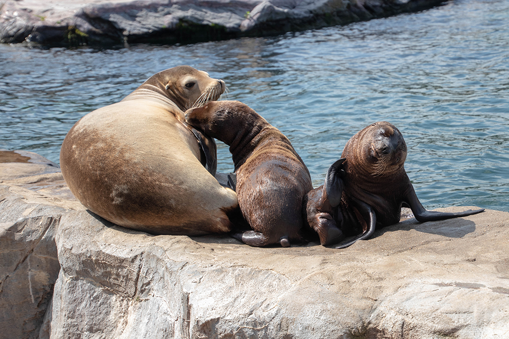 Californische zeeleeuwen - California sea lions