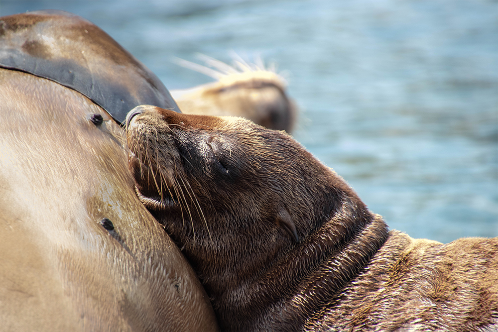 Californische zeeleeuwen - California sea lions