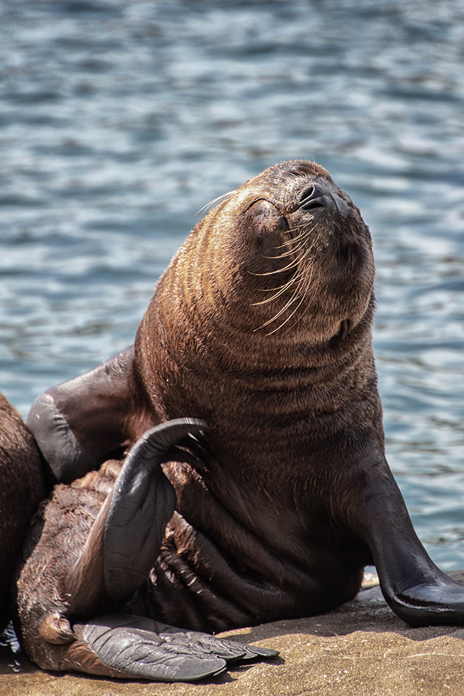 Californische zeeleeuwen - California sea lions