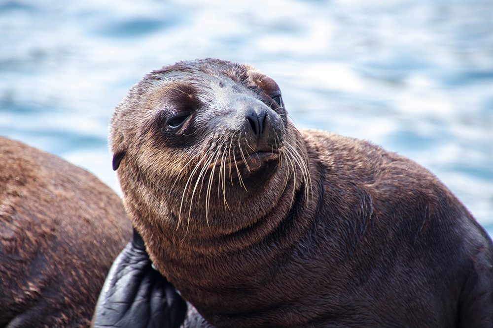 Californische zeeleeuwen - California sea lions