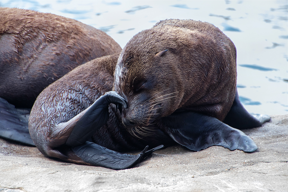 Californische zeeleeuwen - California sea lions