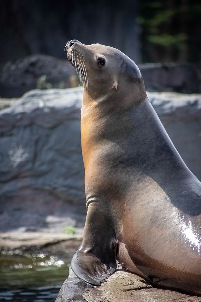 Californische zeeleeuwen - California sea lions