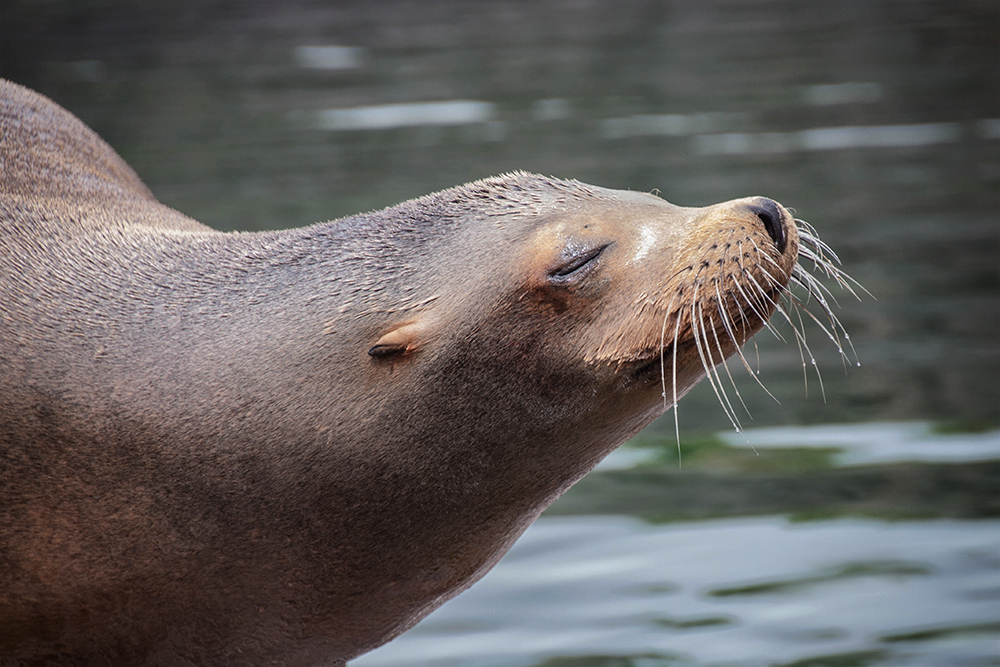 Californische zeeleeuwen - California sea lions