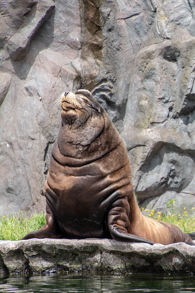 Californische zeeleeuwen - California sea lions