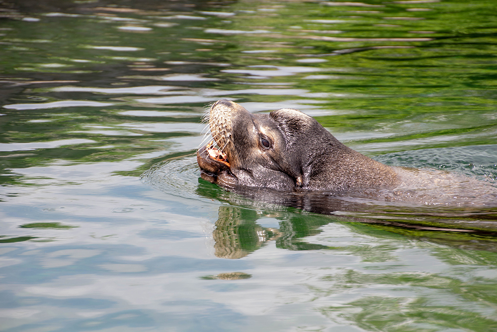 Californische zeeleeuwen - California sea lions