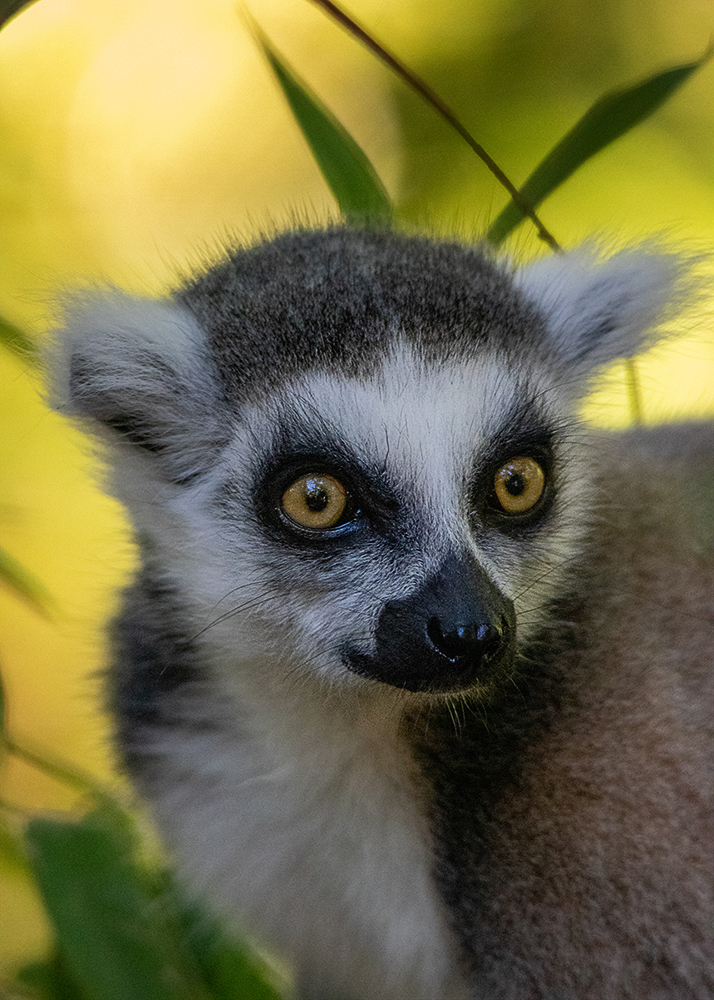 Ringstaartmaki - Ring-tailed lemur