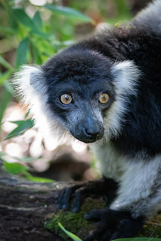 Gordel lemur - White-belted Black-and-white Ruffed Lemur