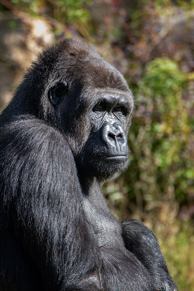 Gorilla