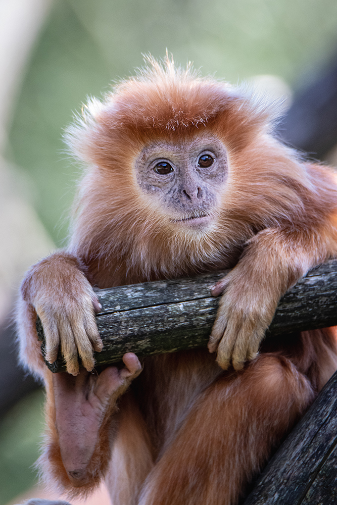 Javaanse langoer - Javan lutung