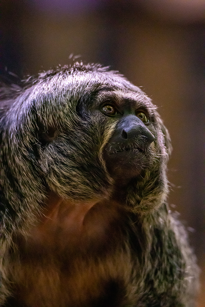 Witgezicht saki - White-faced saki