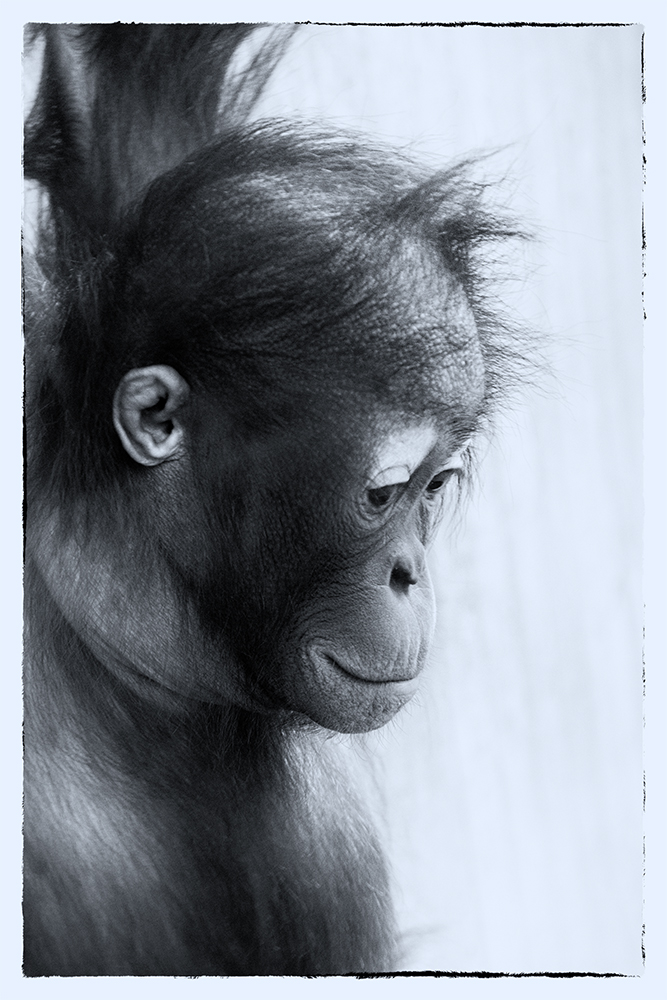 Orang oetan - Orangutan (Ouwehands Dierenpark, Rhenen)