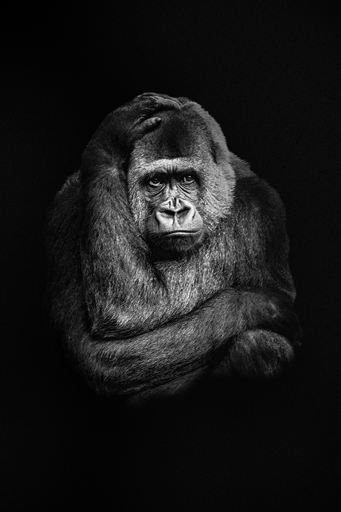 Gorilla dame - Gorilla lady