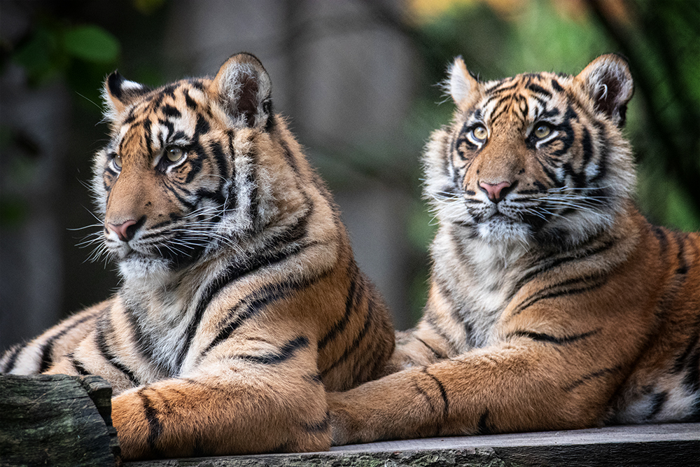 Sumatraanse tijgers - Sumatran tigers
