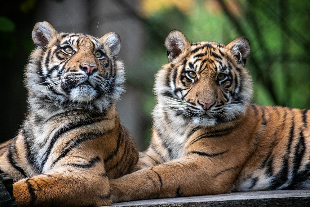 Sumatraanse tijgers - Sumatran tigers