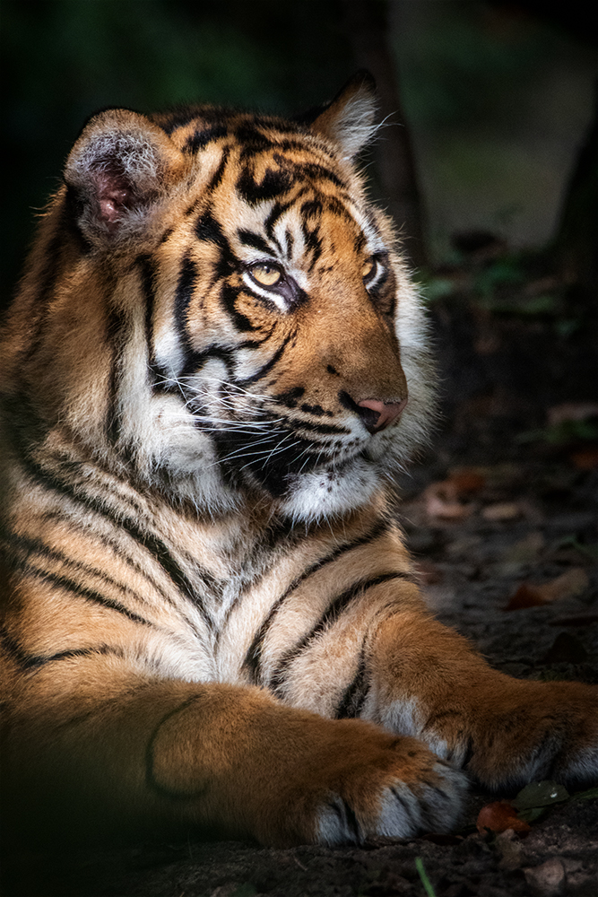 Sumatraanse tijger - Sumatran tiger