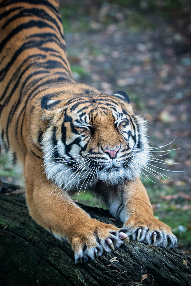 Sumatraanse tijger - Sumatran tiger