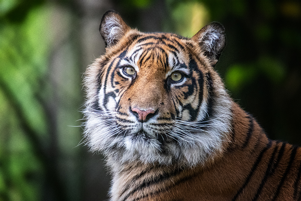 Sumatraanse tijger - Sumatran tiger