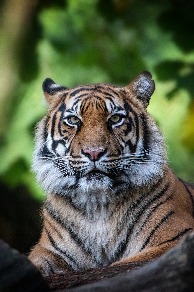 Sumatraanse tijger - Sumatran tiger