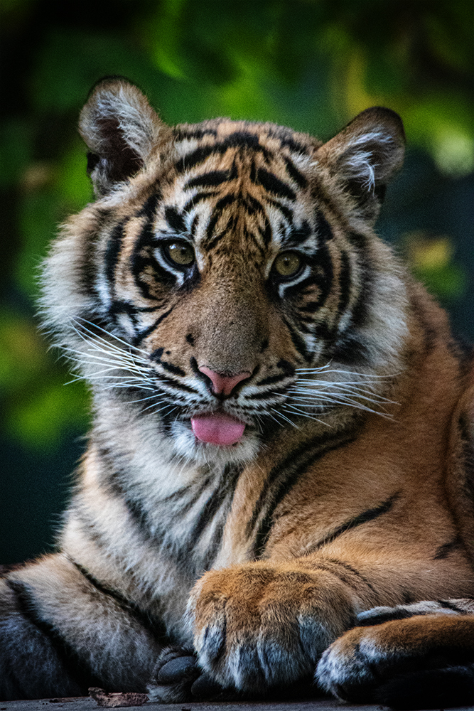 Sumatraanse tijger - Sumatran tiger