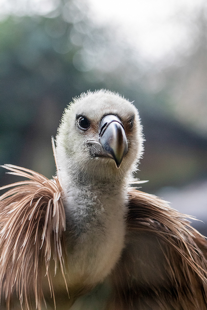 Griffon vultures