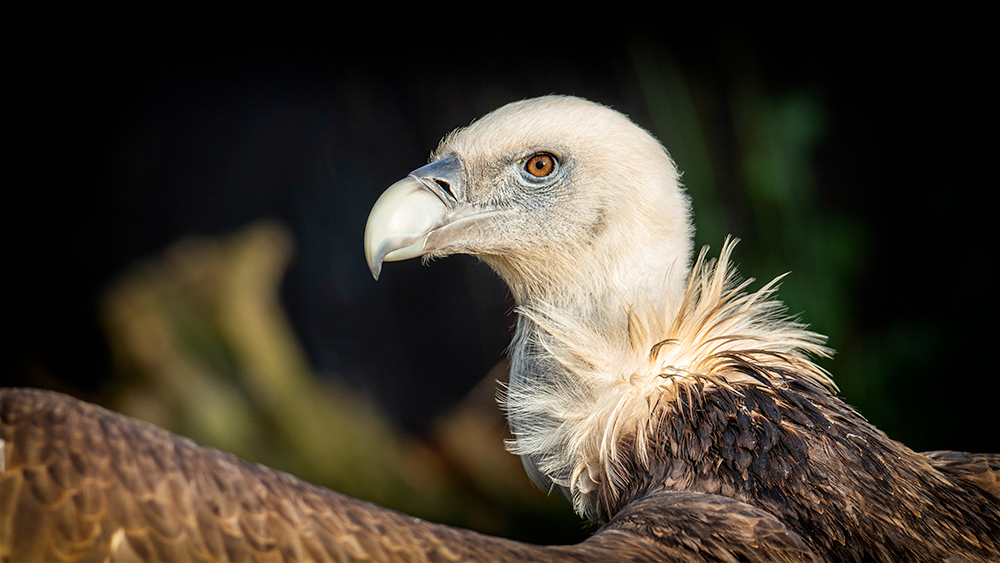 Vale gier – Griffon vulture