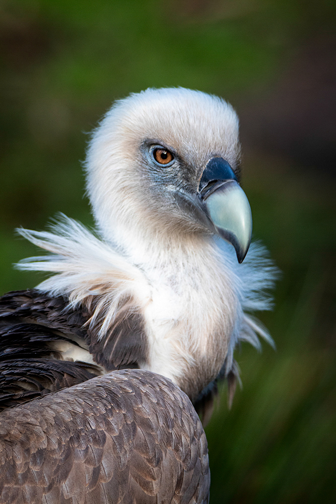 Vale gier – Griffon vulture