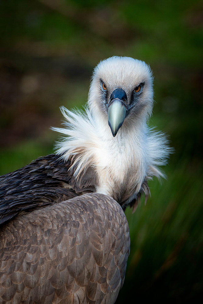 Vale gier – Griffon vulture