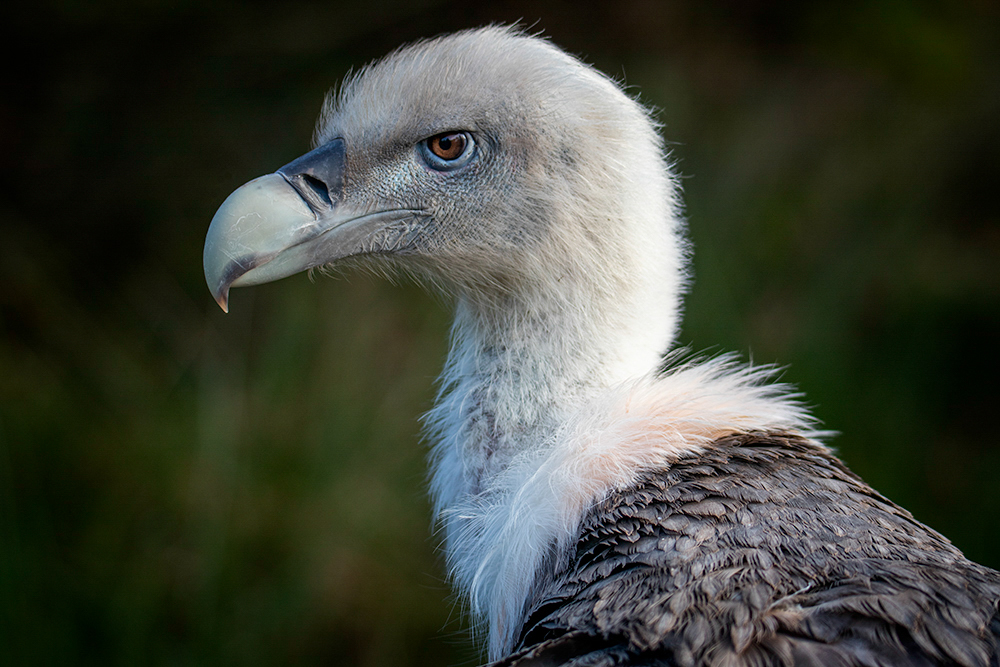 Vale gier – Griffon vulture