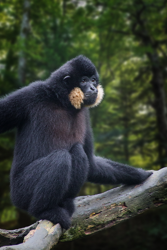 Goudwanggibbon - Yellow-cheeked gibbon