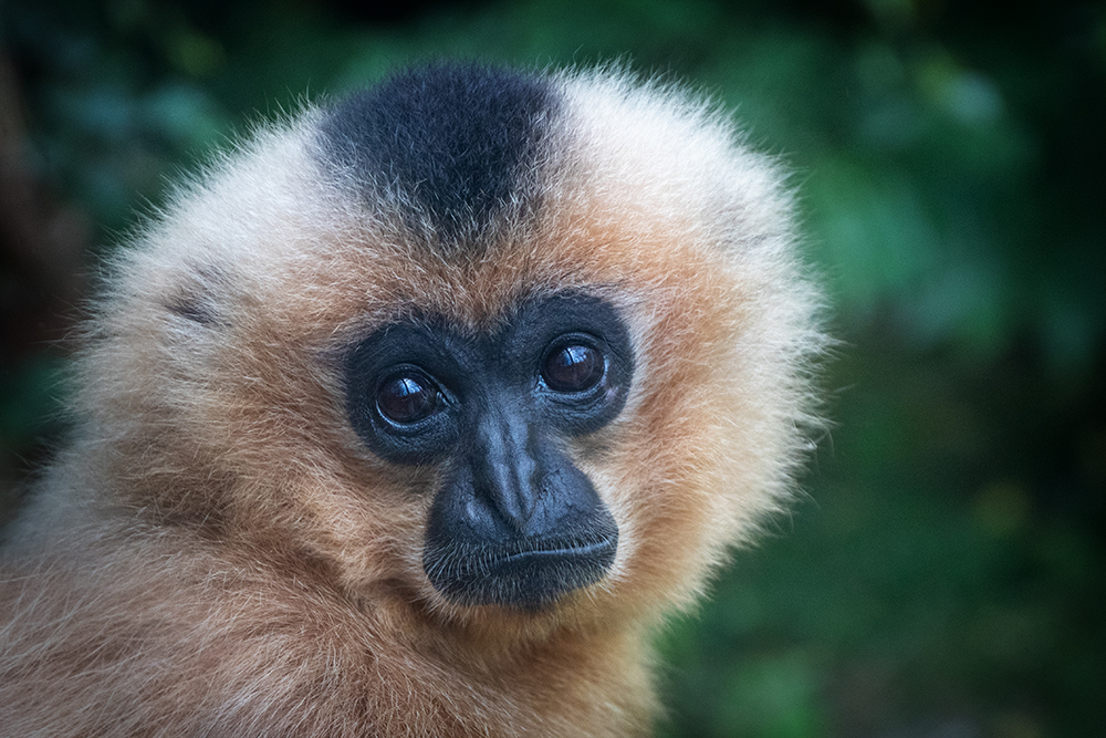 Goudwanggibbon - Yellow-cheeked gibbon