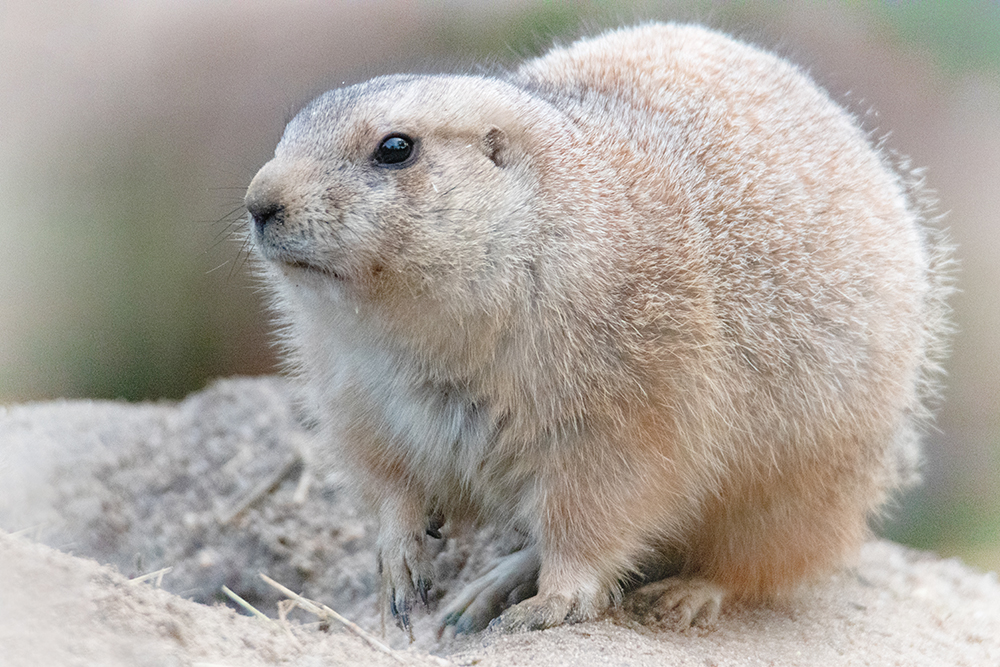 Prairiehond - Prairie dog