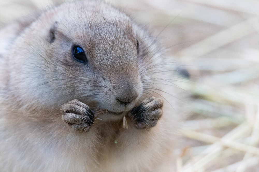 Prairiehond - Prairie dog