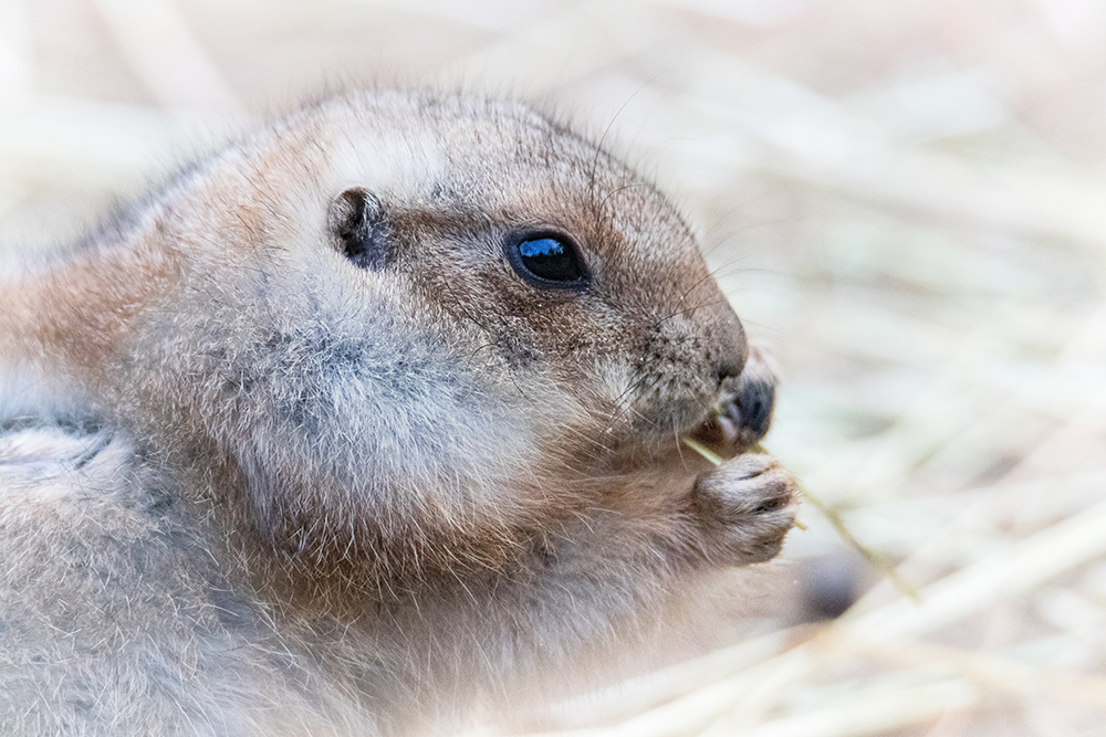 Prairiehond - Prairie dog