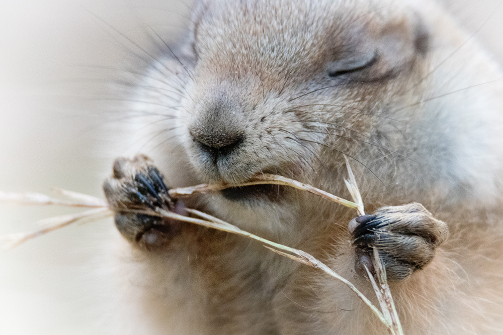 Prairiehond - Prairie dog