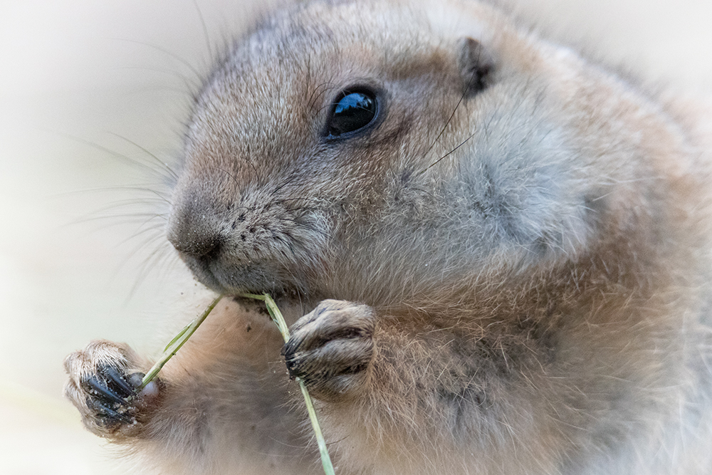 Prairiehond - Prairie dog