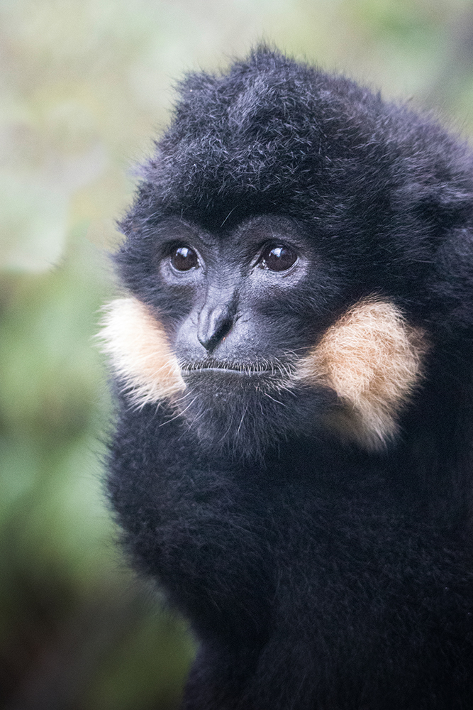 Goudwanggibbon - Yellow-cheeked gibbon