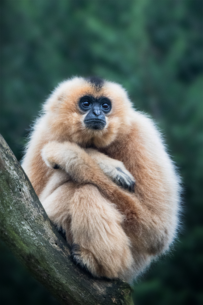 Yellow-cheeked gibbon in Burgers Zoo