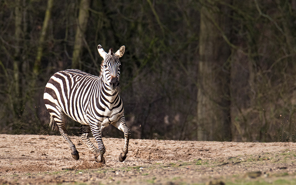 Grant's zebra