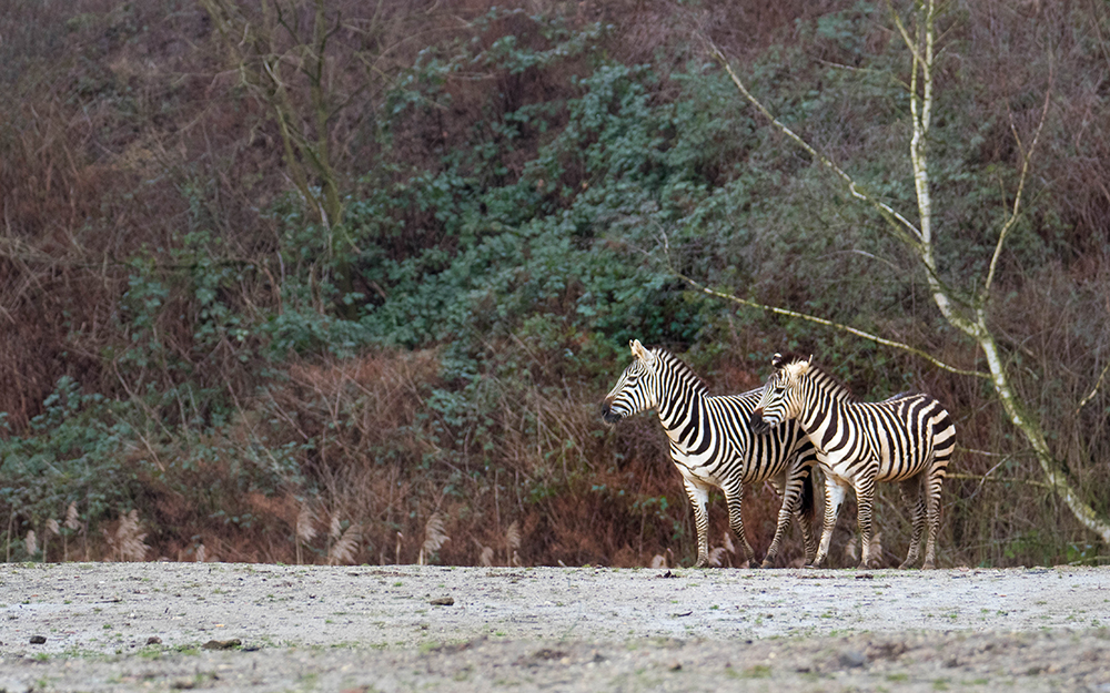 Grant's zebra's